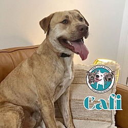 Thumbnail photo of Cafi Perfect Happy Family Dog #1