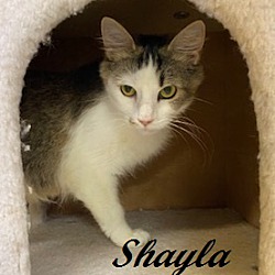 Thumbnail photo of Shayla #2