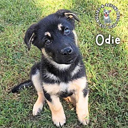 Thumbnail photo of Odie #2