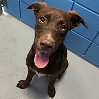 adopt a pet