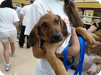 42 Golden Retriever Puppies Nj Rescue Collection