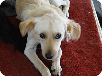 Inland Empire Ca Golden Retriever Meet Dorothy A Pet For Adoption