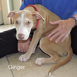 Thumbnail photo of Ginger #2