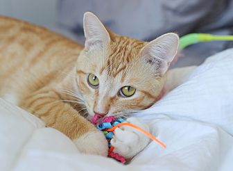 cat bandages petsmart