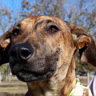 Pittsburgh, PA - Greyhound. Meet Pecan JuM a Pet for Adoption.
