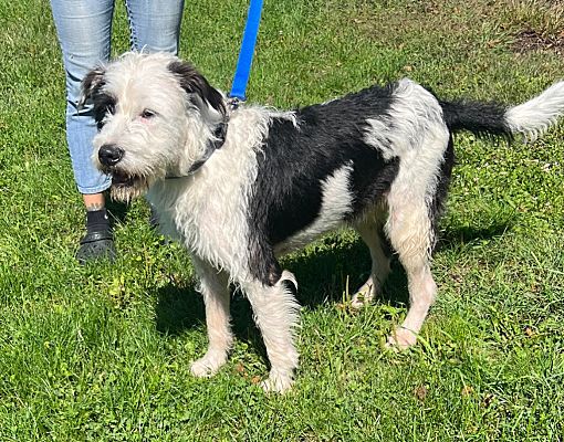 Ferndale, NY - Old English Sheepdog/Mixed Breed (Medium). Meet Lizzie a ...