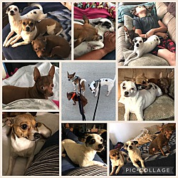 Photo of Rosie, Coco & Jake