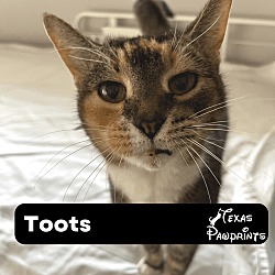 Photo of Toots