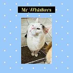 Photo of Mr Whiskers