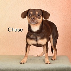 Photo of Chase