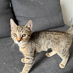 Photo of Lorelei's Suki Kitten
