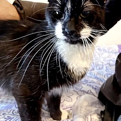Thumbnail photo of Mr. Whiskers #3
