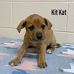 Photo of Kit Kat
