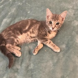 Thumbnail photo of Kaiju Kitten: Trespasser #4