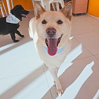 adopt a pet