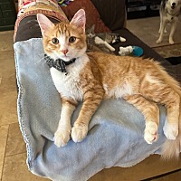 adopt-pet
