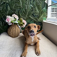 adopt a pet