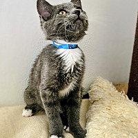 CANARY - Domestic Shorthair available for adoption