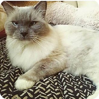 New Milford Ct Ragdoll Meet Everest A Pet For Adoption