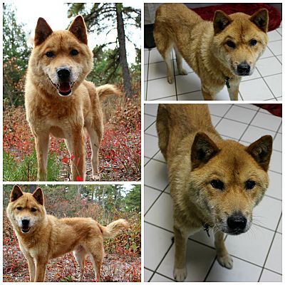 Forked River Nj Jindo Meet Timber A Pet For Adoption