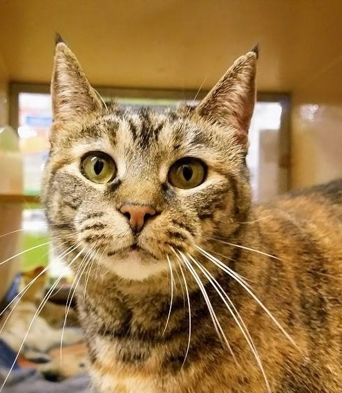 Watsontown Pa Domestic Shorthair Meet Petunia A Pet For Adoption