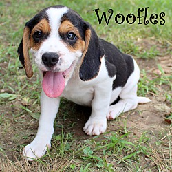 Thumbnail photo of Woofles~adopted! #3