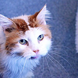 The Cat House In Lincoln Nebraska