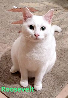 Adopt A Pet Petsmart Charities