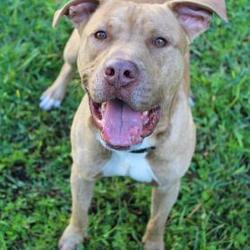 Bishop Animal Shelter SPCA in Bradenton, Florida