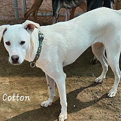 Thumbnail photo of Cotton #3