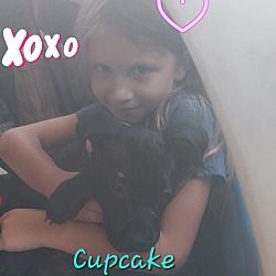 Photo of Puppy Cupcake
