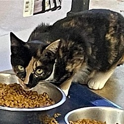 Thumbnail photo of Lucille: Not at shelter #2