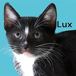 Thumbnail photo of Lux #2