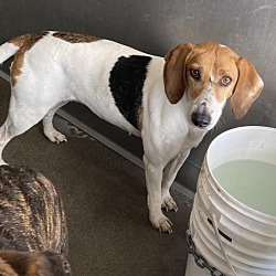 Beagle puppies for hotsell sale inland empire