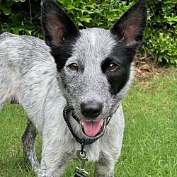 Thumbnail photo of Luna (Heeler) #3