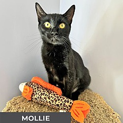 Thumbnail photo of Mollie #4