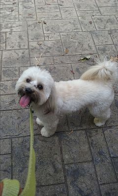 ollie havanese rescue