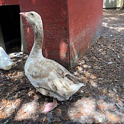 Thumbnail photo of Buff Toulouse goose #2