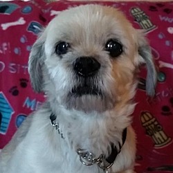 dfw shih tzu rescue