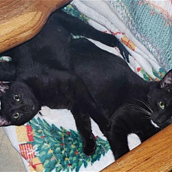 Photo of Sunny and Cher- Bonded pair