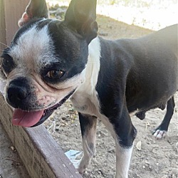 Photo of Stella (TX)