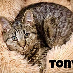 Thumbnail photo of Tony (FCID# 10/23/2023 - 95) KDC #1