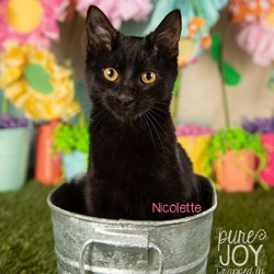 Thumbnail photo of Nicolette #1