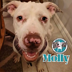 Photo of Molly Doll Blanca