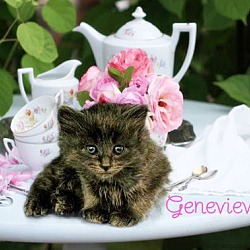 Thumbnail photo of Genevieve *kitten* #1