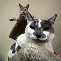 adopt a pet