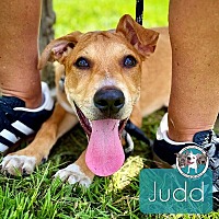 adopt a pet