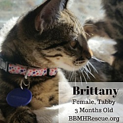 Thumbnail photo of Brittany #3