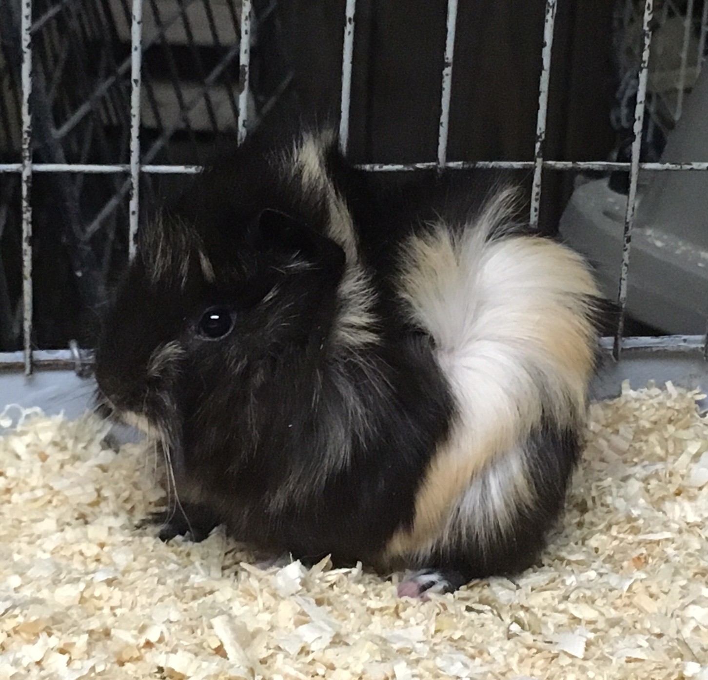 3 week old guinea pig