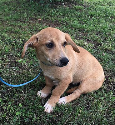 Columbus Oh Jack Russell Terrier Meet Barley A Pet For Adoption